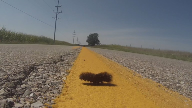 Woolley Bear.00_00_33_02.Still001